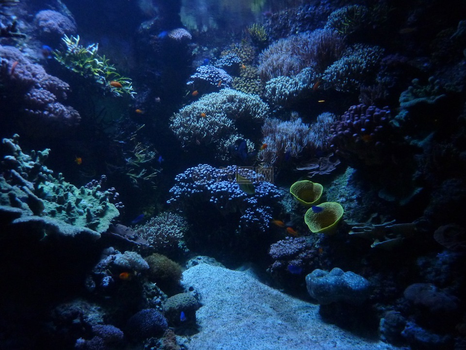 水族馆,背景,马林