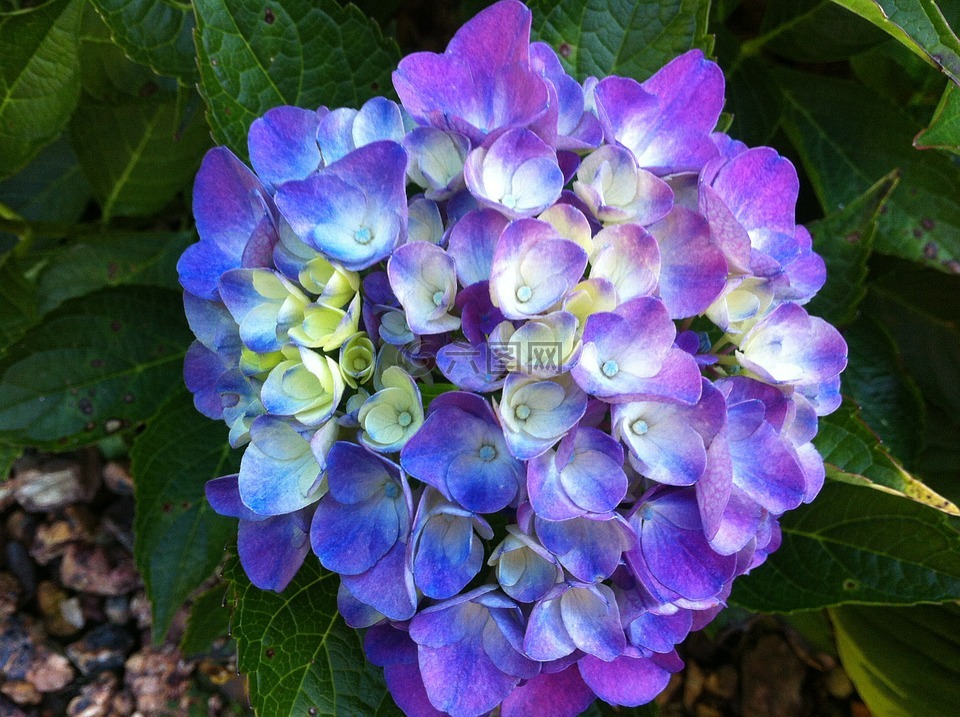 绣球花,花,紫色