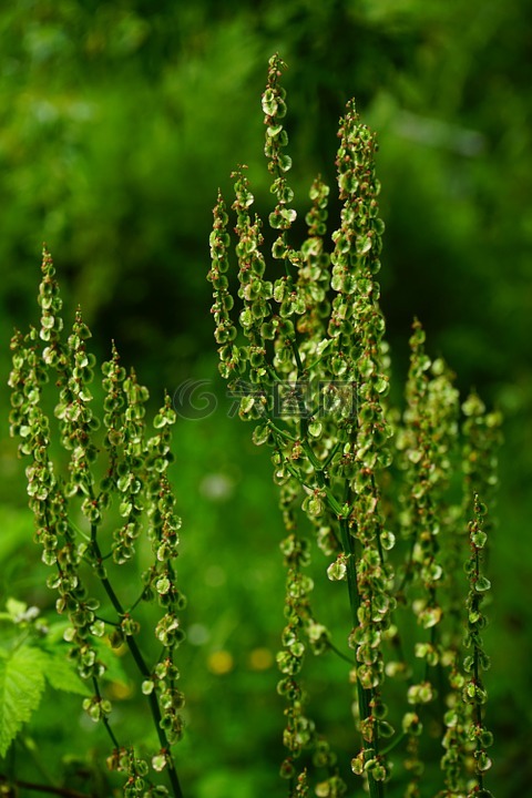 梅多斯 sauerampfer,花序,鲁梅克斯模