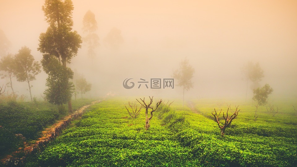 茶,薄雾,景观