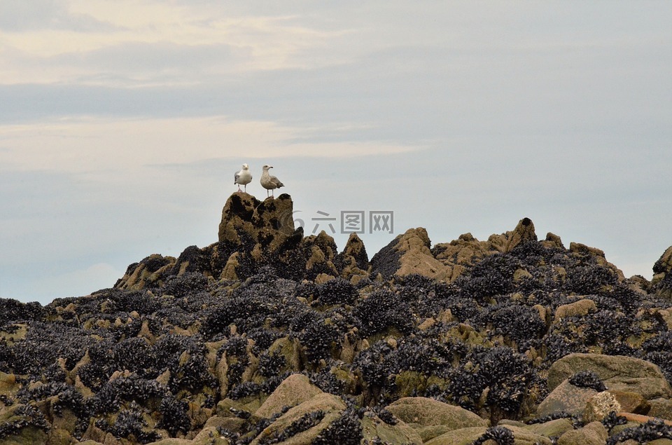 海鸥,鸟,蚌