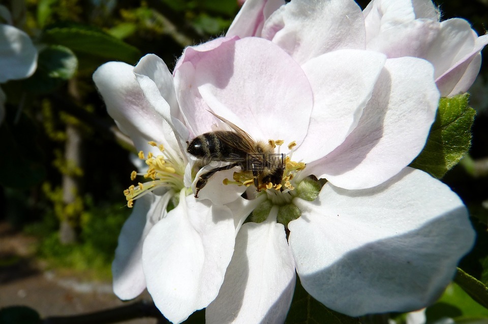 蜜蜂,花粉,收集