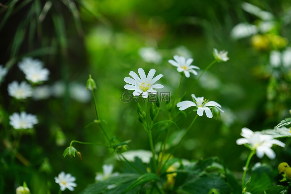 大明星最小化,鲜花,白