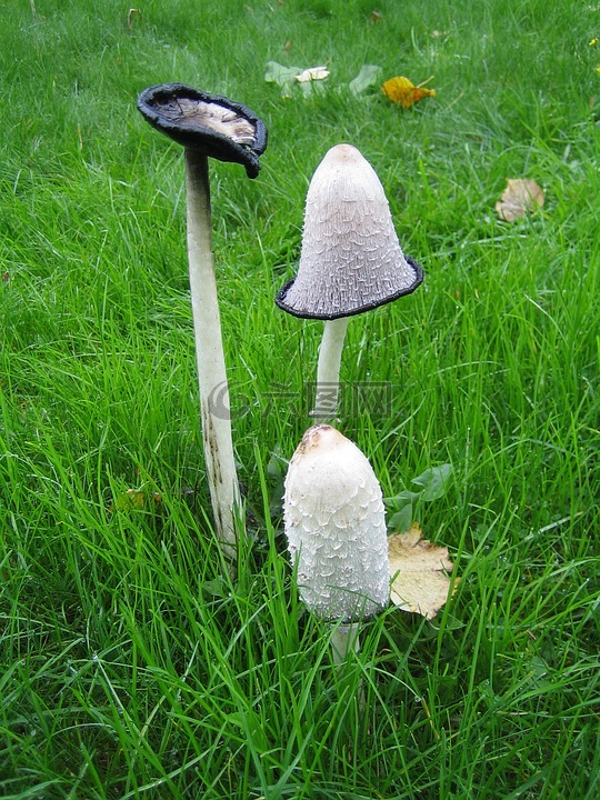 inktzwam,三个阶段,蘑菇