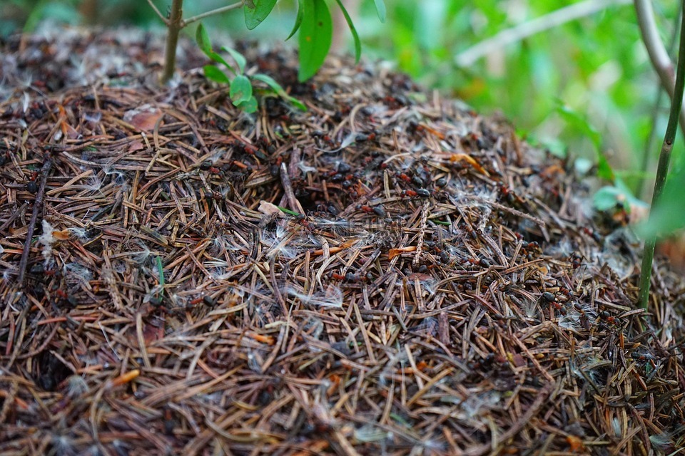 林蚁丘,木蚂蚁,福米卡polyctena
