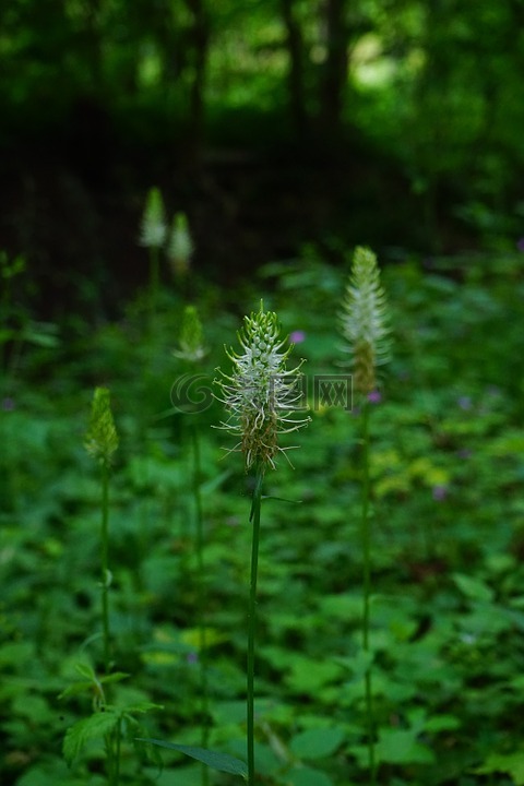 耳恶魔的爪,花,开花