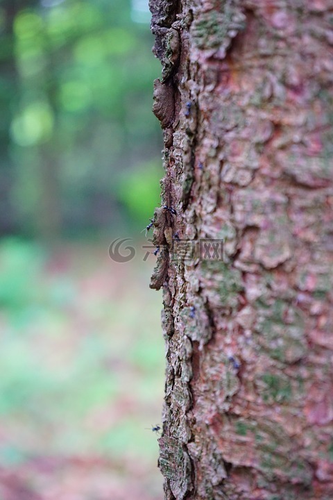 有光泽的黑色木蚂蚁,蚂蚁,树
