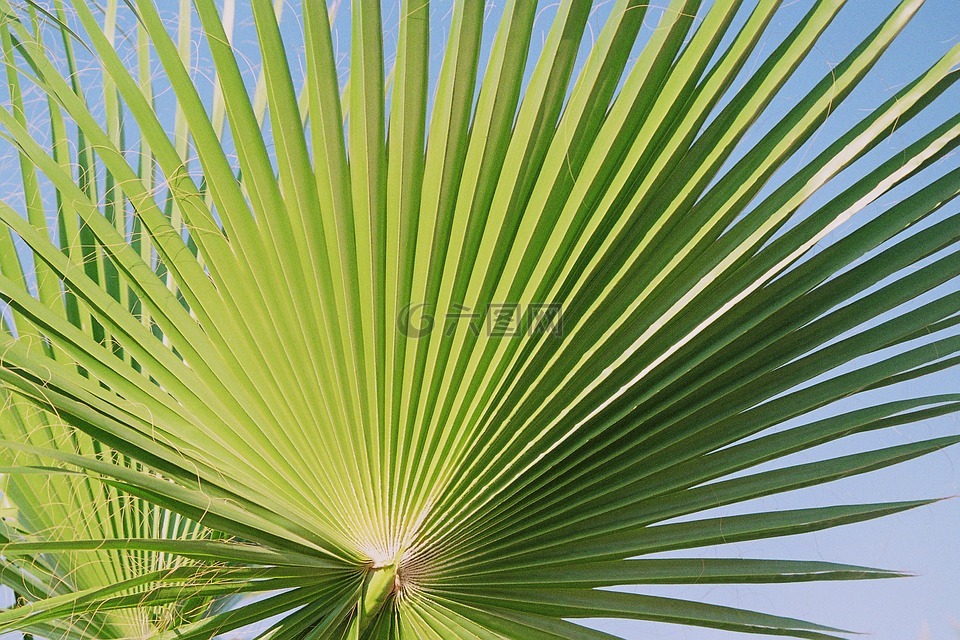 扇形棕榈,棕榈,属划分