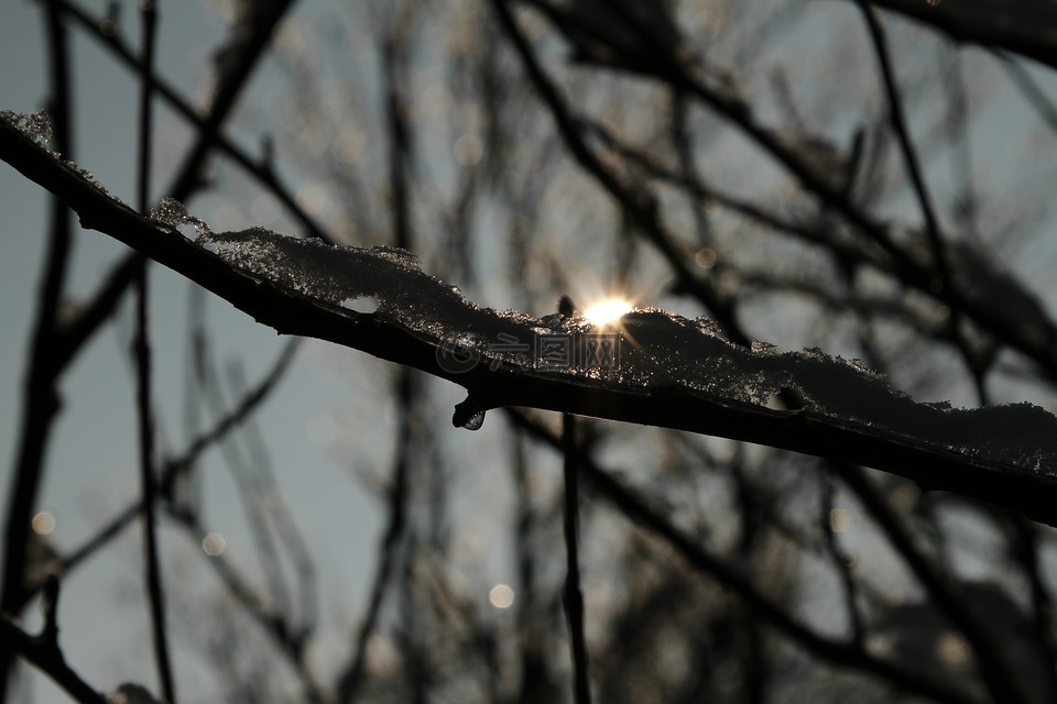 日落,神奇的树,冰