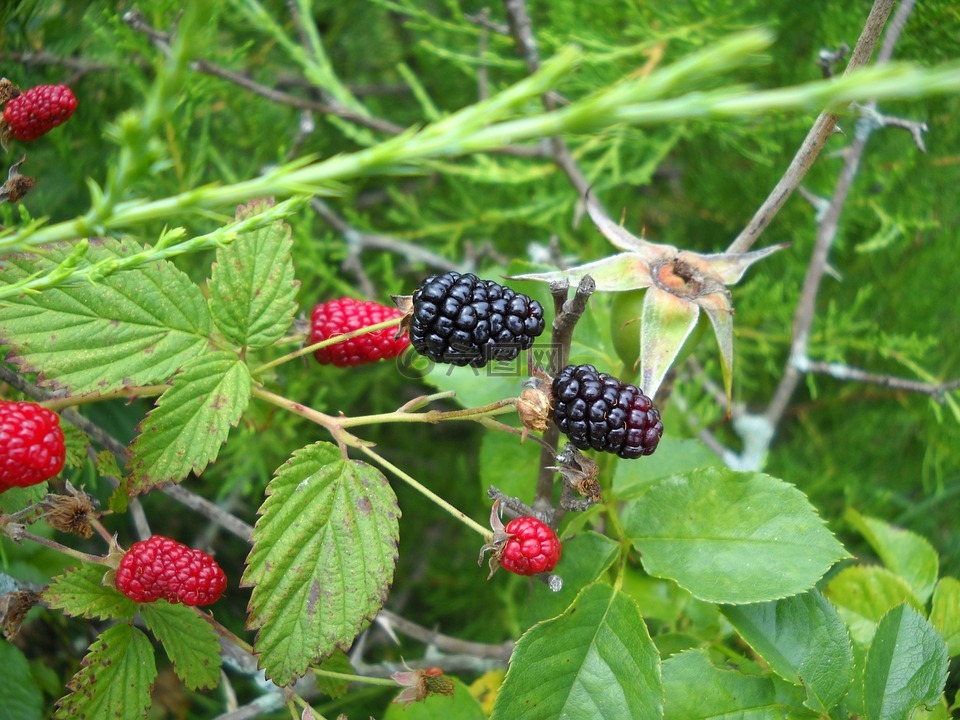 黑莓,野生,浆果