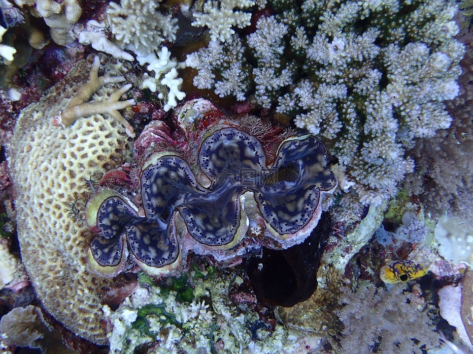 跳水,珊瑚,巨蚌