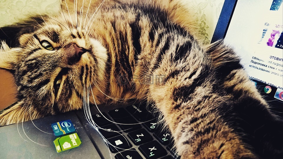 猫,家里的电脑,缅因州