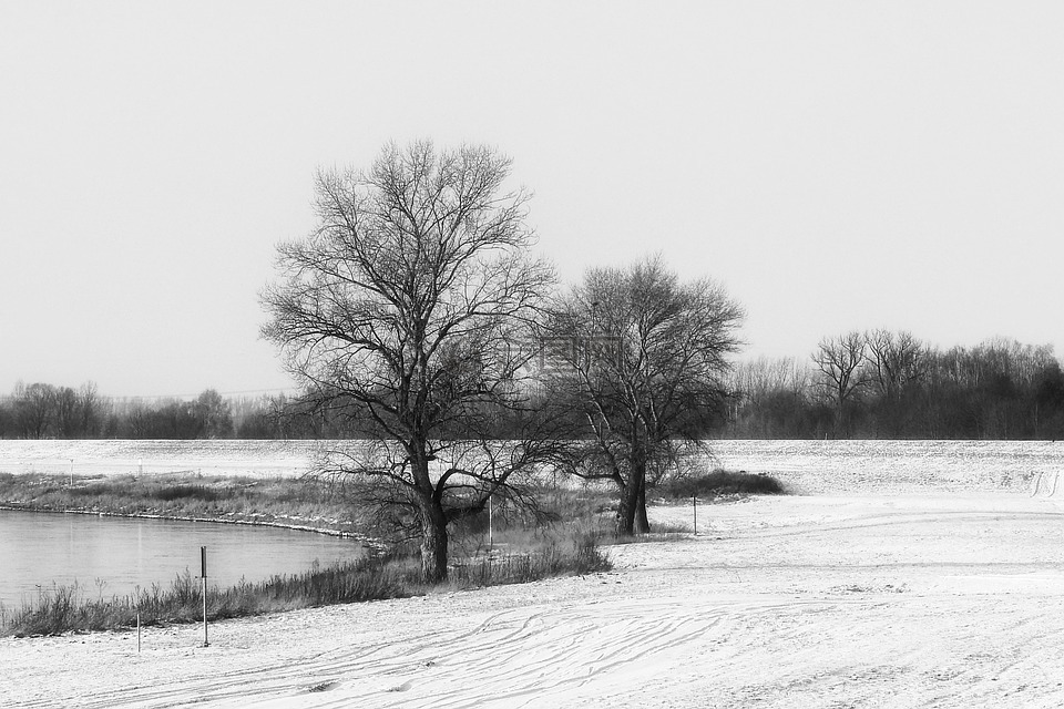 景观,冬天,树木