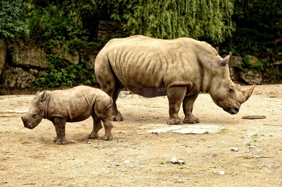 犀牛犀牛小牛,年轻的动物,母亲