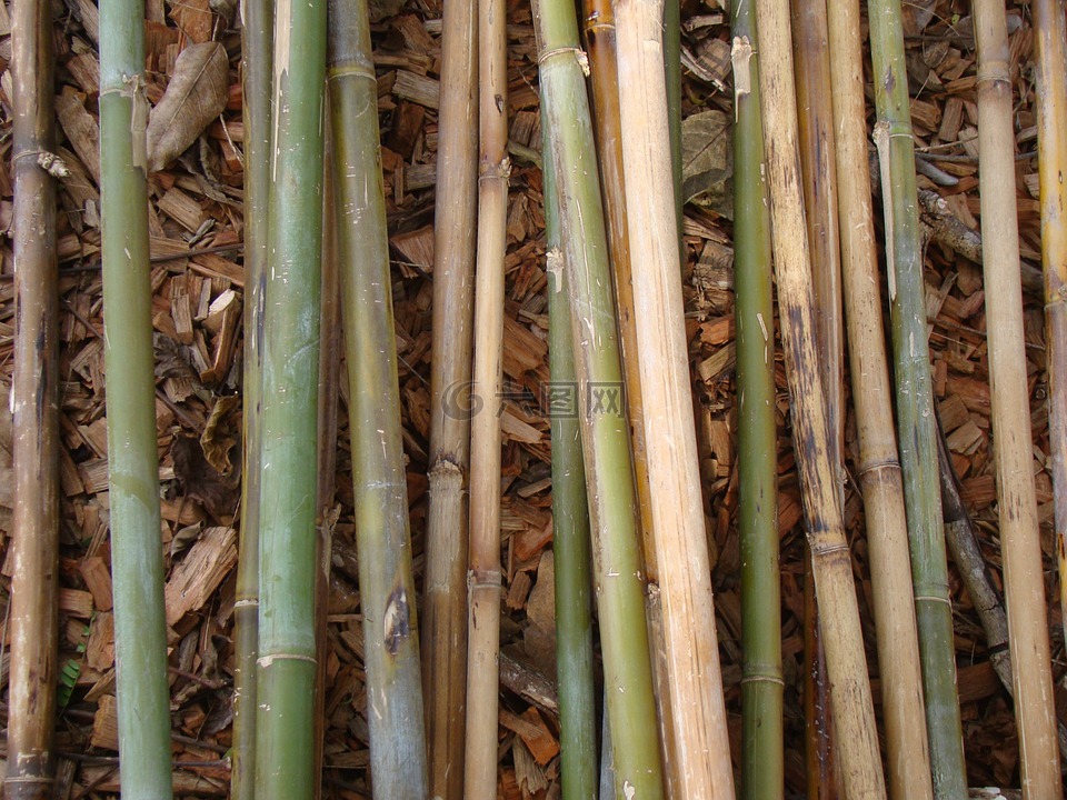 竹,竹棒,植物