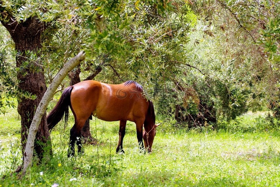 马,种马,波里诺国家公园