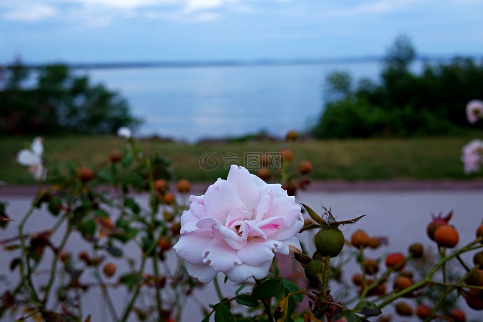 玫瑰,花,勒阿弗尔德恩
