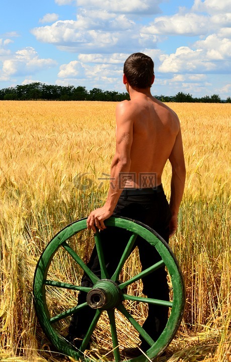 年轻人,农民推车,小麦