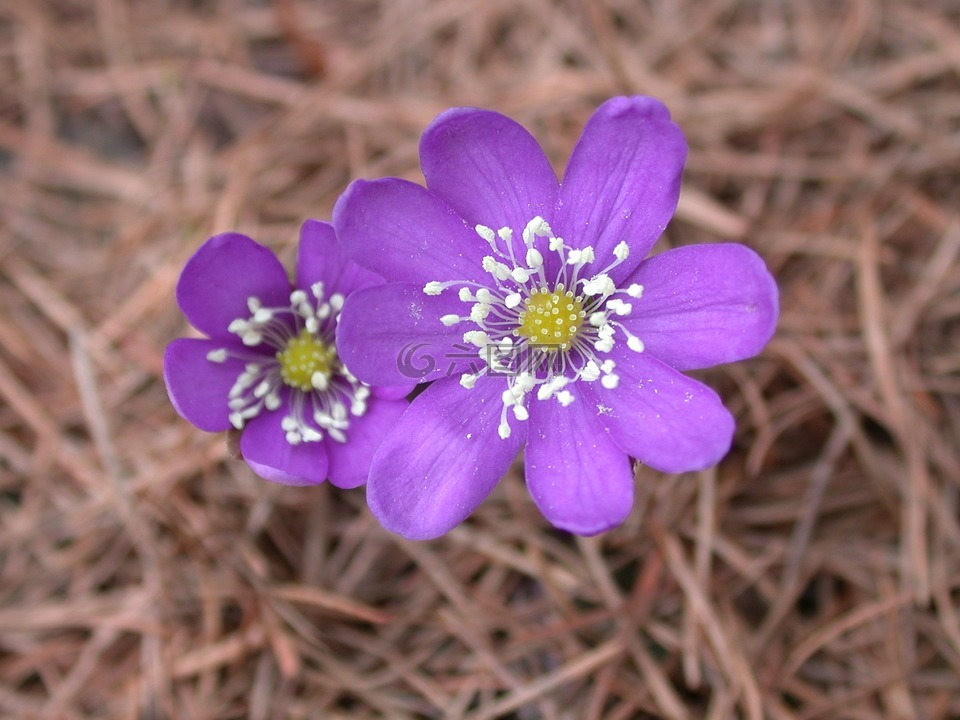 花,山,紫