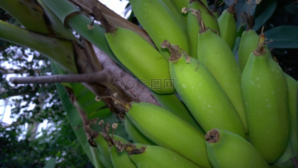 香蕉,灌木,香蕉灌木