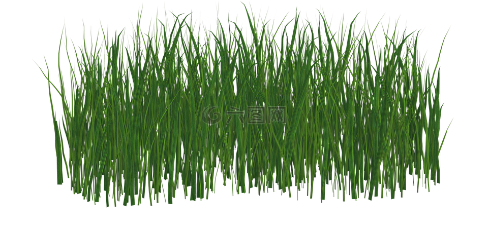 草,草坪,绿色