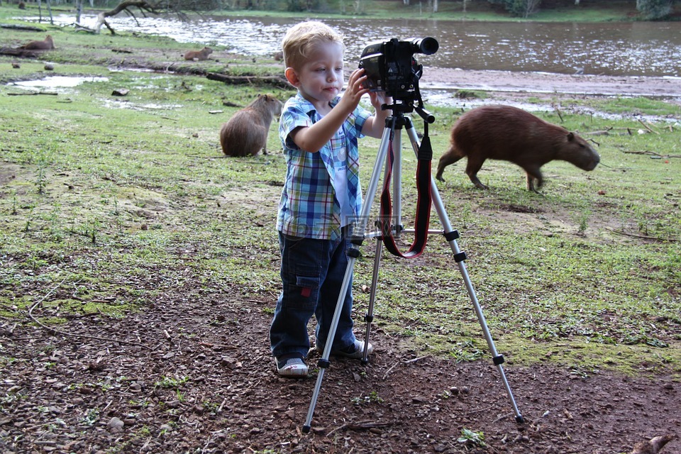 摄影师,沼泽,水豚