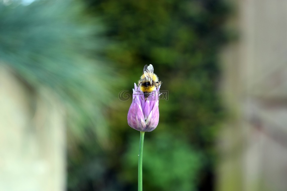 花,蜜蜂,牧草