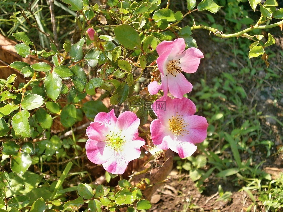 玫瑰,微型玫瑰,粉红色的花