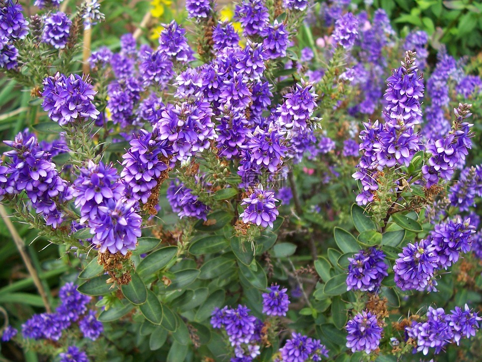 白沙湾,紫色小精灵,花