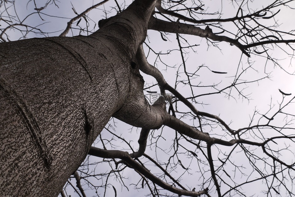 樹,天空,枯萎