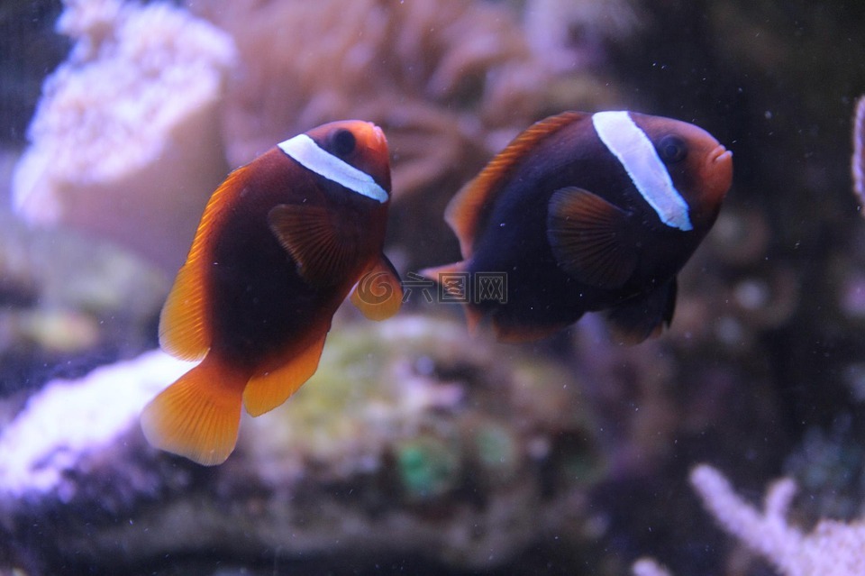 鱼,小丑鱼,水族馆