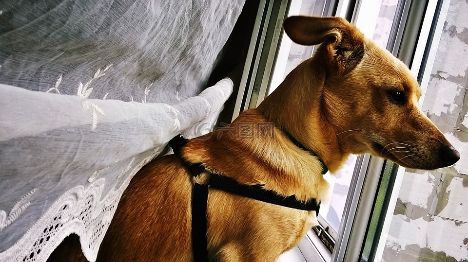 狗,窗口,雨