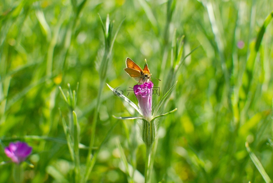 夏天草地,春天的草地,蝴蝶