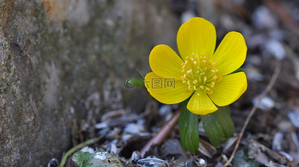 蕨麻,狗头人,花