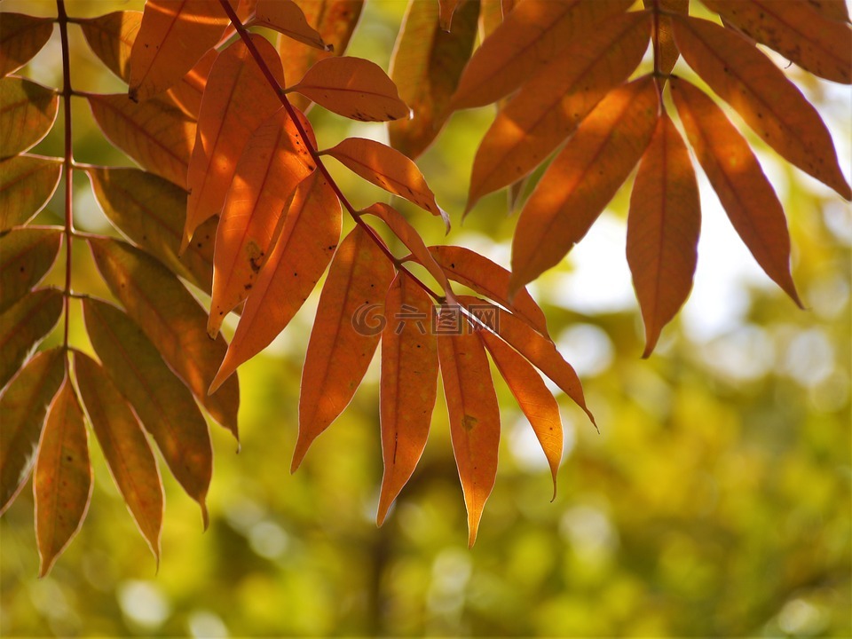 黄叶,秋季树叶,银杏树