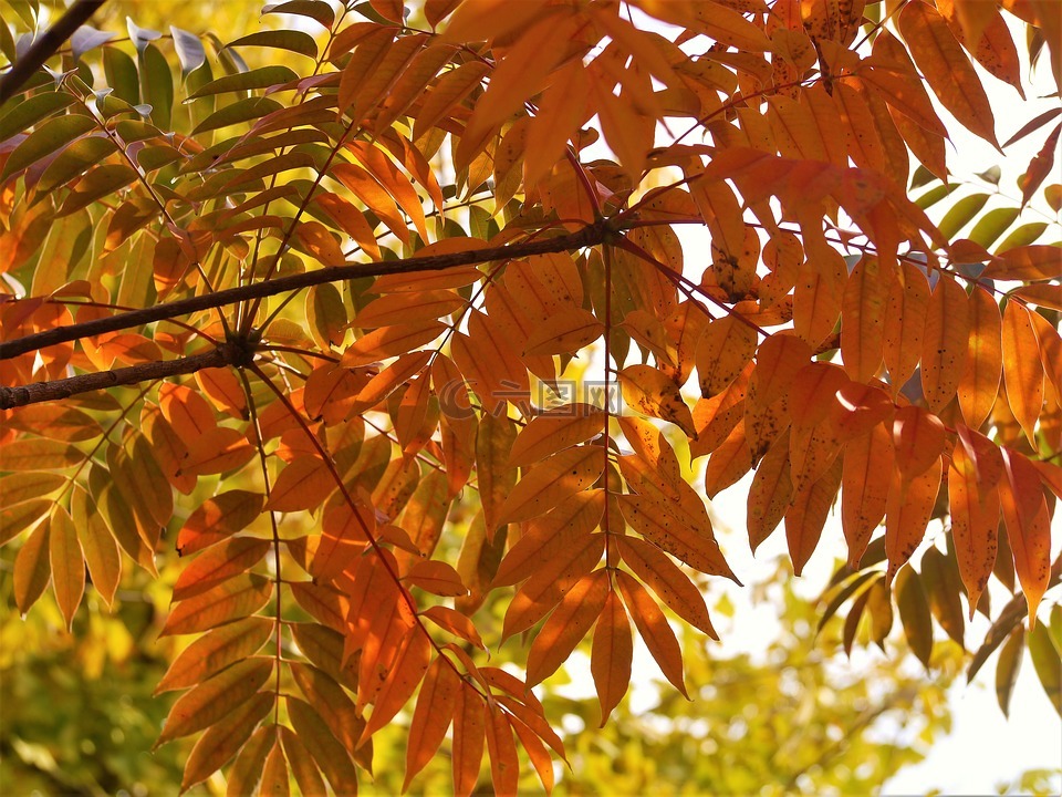 黄叶,秋季树叶,银杏树