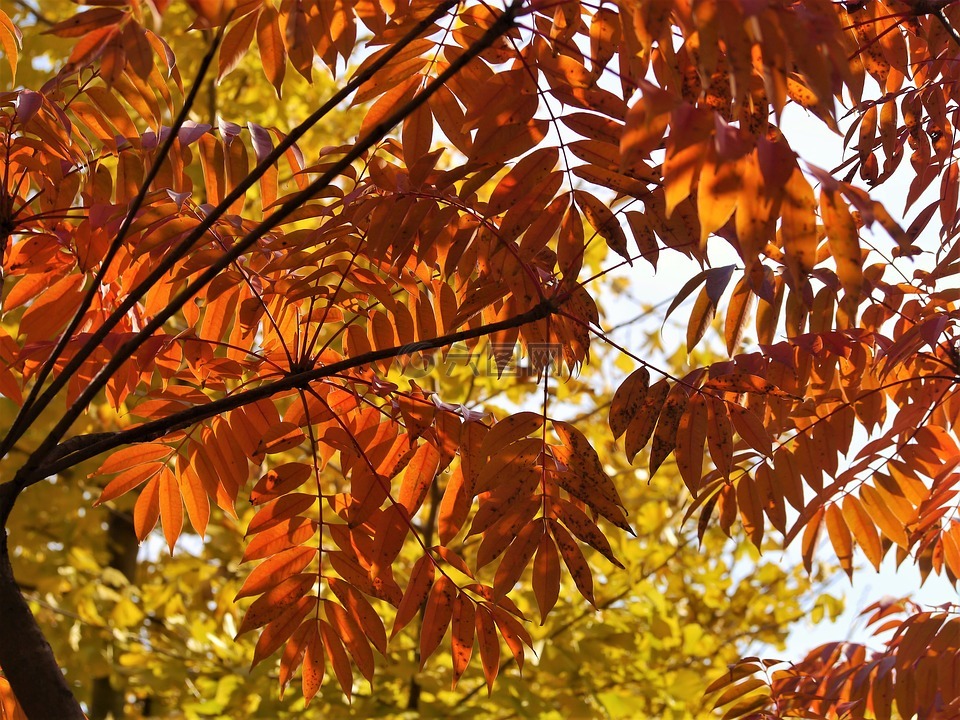 黄叶,秋季树叶,红色