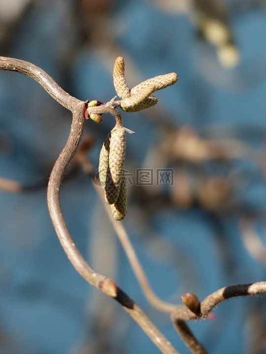 开瓶器榛树,c 榛子 contorta,花序