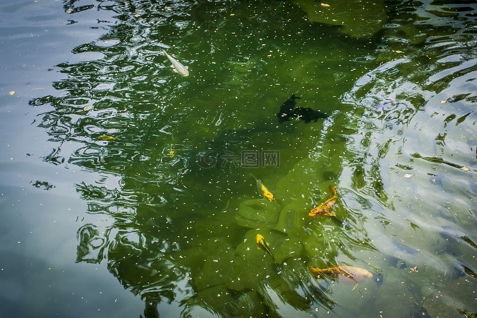 池塘,鱼,性质