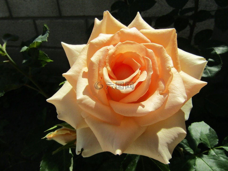 花卉,奶油色玫瑰,夏季