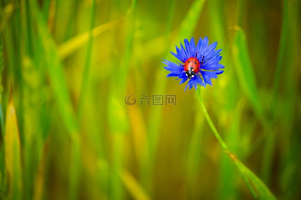 矢车菊,蓝色,蓝色的花