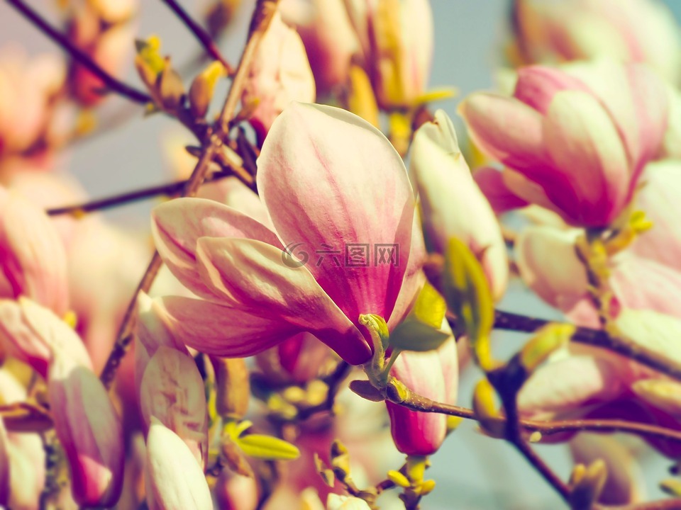 木兰科植物,春天的花朵,开花