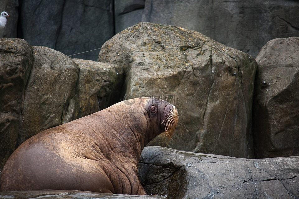 海象,動物,動物園