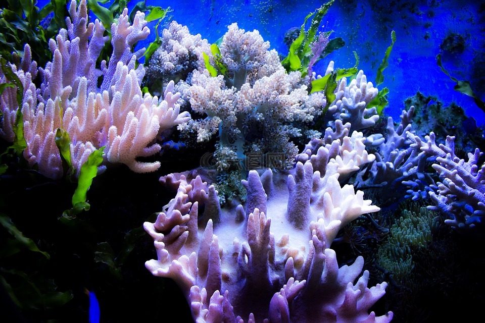 珊瑚,水,颜色