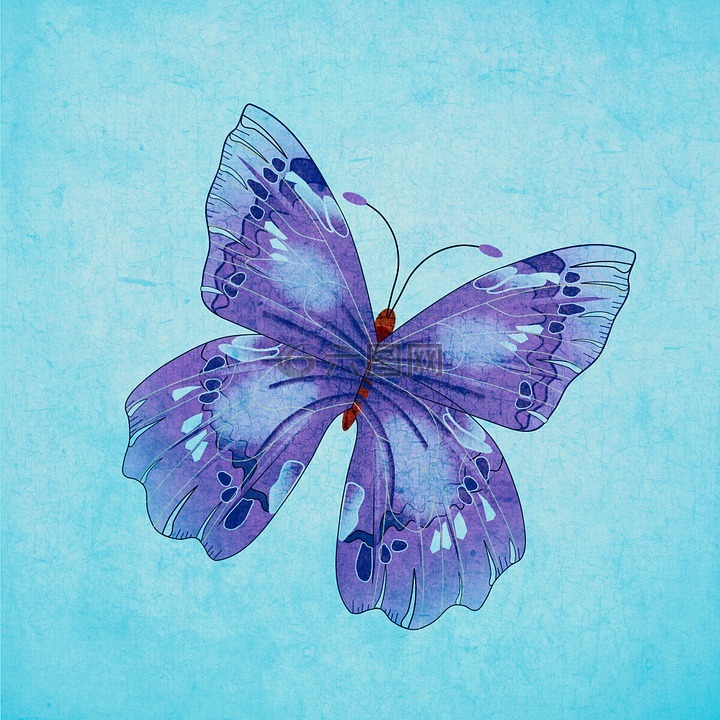 蝴蝶,昆虫,艺术