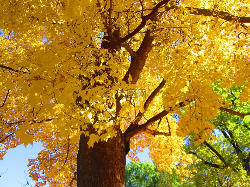 树冠的,黄的树叶,天空