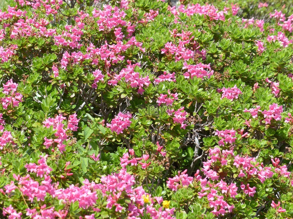 纤毛 alpenrose,鲜花,粉红色