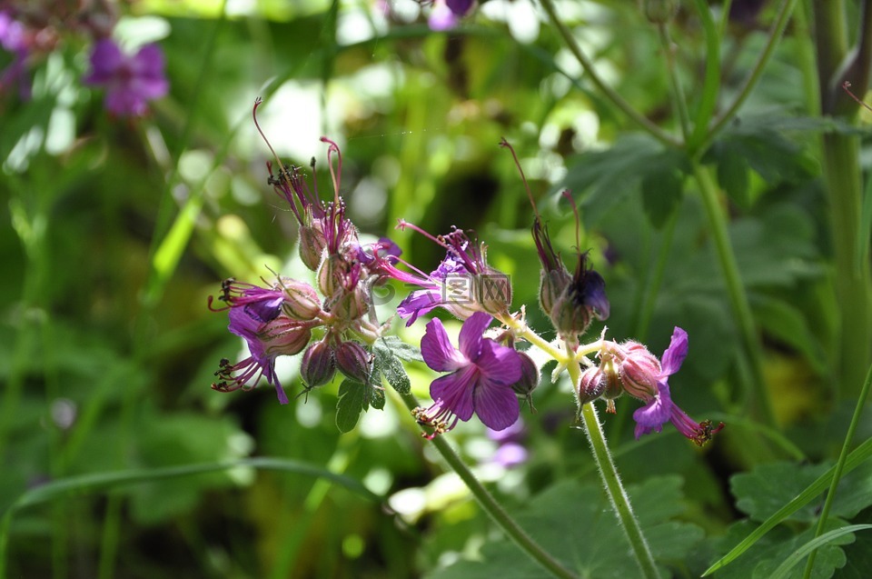 老鹳草,花卉,紫色