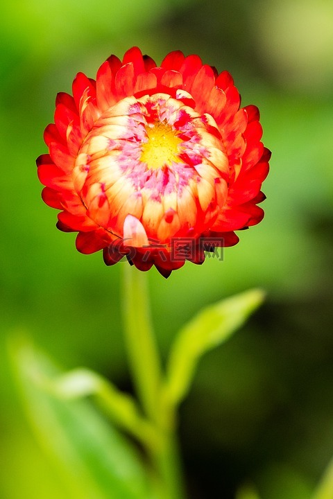 花,italicum,红色