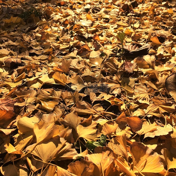 飘零的落叶,黄叶,银杏树